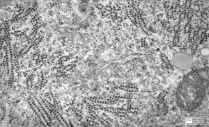 calicivirus infectant une cellule (Mérial)